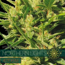 Auto Northern Lights - Autoflorecientes - Vision Seeds