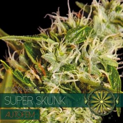 Auto Super Skunk - Autoflorecientes - Vision Seeds