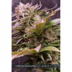 Auto Vision Caramello - Autoflorecientes - Vision Seeds