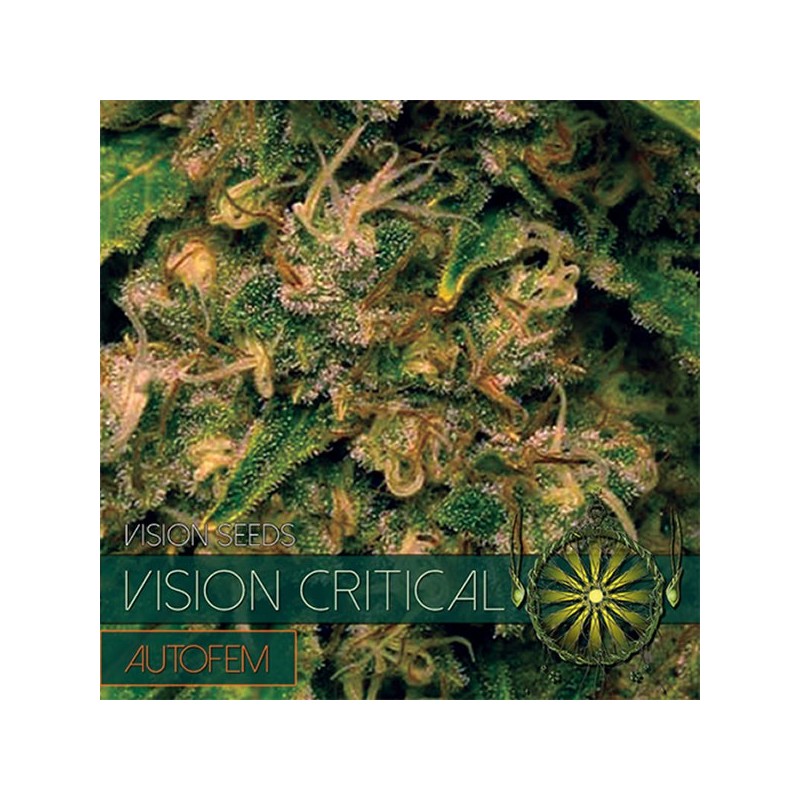 Auto Vision Critical - Autoflorecientes - Vision Seeds