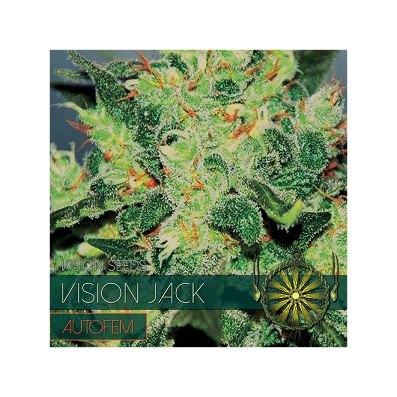 Auto Vision Jack - Autoflorecientes - Vision Seeds