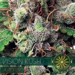 Auto Vision Kush - Autoflorecientes - Vision Seeds