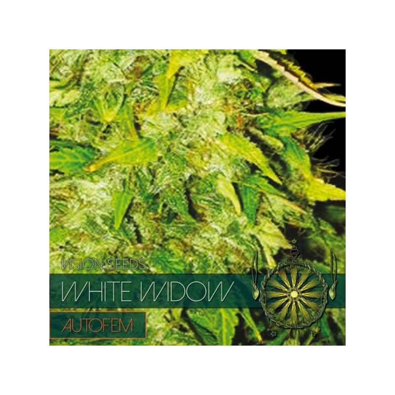 Auto White Widow - Autoflorecientes - Vision Seeds