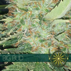 Big Bud - Feminizadas - Vision Seeds