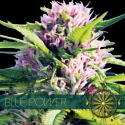 Blue Power - Feminizadas - Vision Seeds