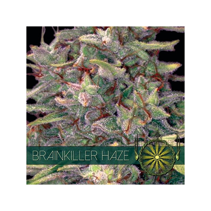 Brainkiller Haze - Feminizadas - Vision Seeds