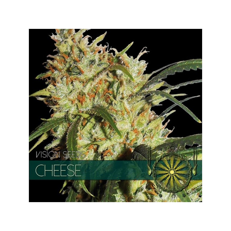 Cheese - Feminizadas - Vision Seeds