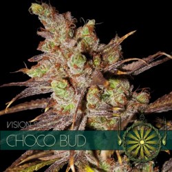 Choco Bud - Feminizadas - Vision Seeds