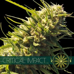 Critical Impact - Feminizadas - Vision Seeds