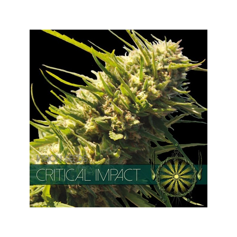 Critical Impact - Feminizadas - Vision Seeds