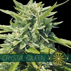 Crystal Queen - Feminizadas - Vision Seeds