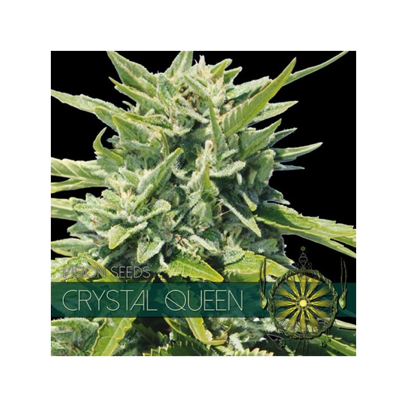 Crystal Queen - Feminizadas - Vision Seeds