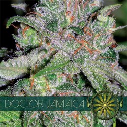 Doctor Jamaica - Feminizadas - Vision Seeds