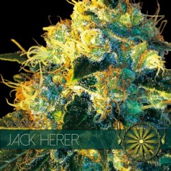 Jack Herer - Feminizadas - Vision Seeds