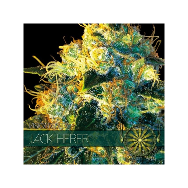 Jack Herer - Feminizadas - Vision Seeds