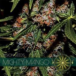 Mighty Mango - Feminizadas - Vision Seeds