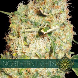 Northern Lights - Feminizadas - Vision Seeds