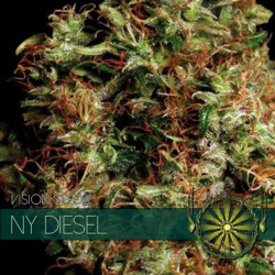 NY Diesel - Feminizadas - Vision Seeds