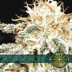 Russian Snow - Feminizadas - Vision Seeds