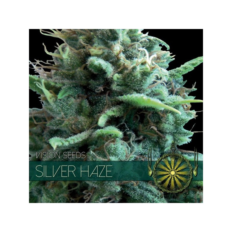 Silver Haze - Feminizadas - Vision Seeds