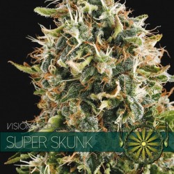 Super Skunk - Feminizadas - Vision Seeds