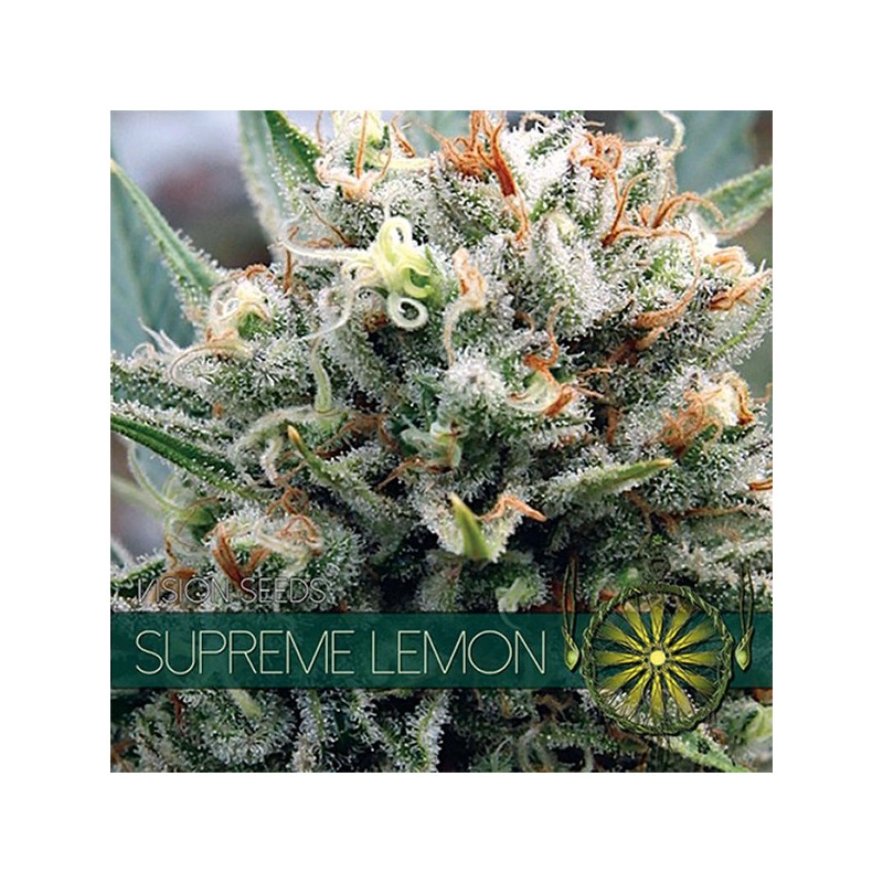 Supreme Lemon - Feminizadas - Vision Seeds