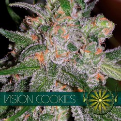 Vision Cookies - Feminizadas - Vision Seeds