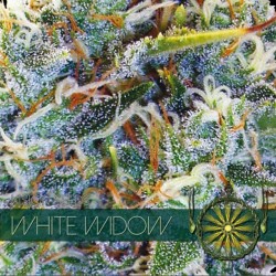 White Widow - Feminizadas - Vision Seeds