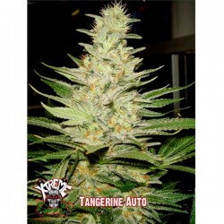 Auto Tangerine - Autoflorecientes - Xtreme Seeds