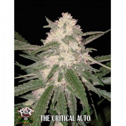 Auto The Critical - Autoflorecientes - Xtreme Seeds