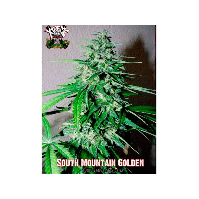 South Mountain Golden - Feminizadas - Xtreme Seeds