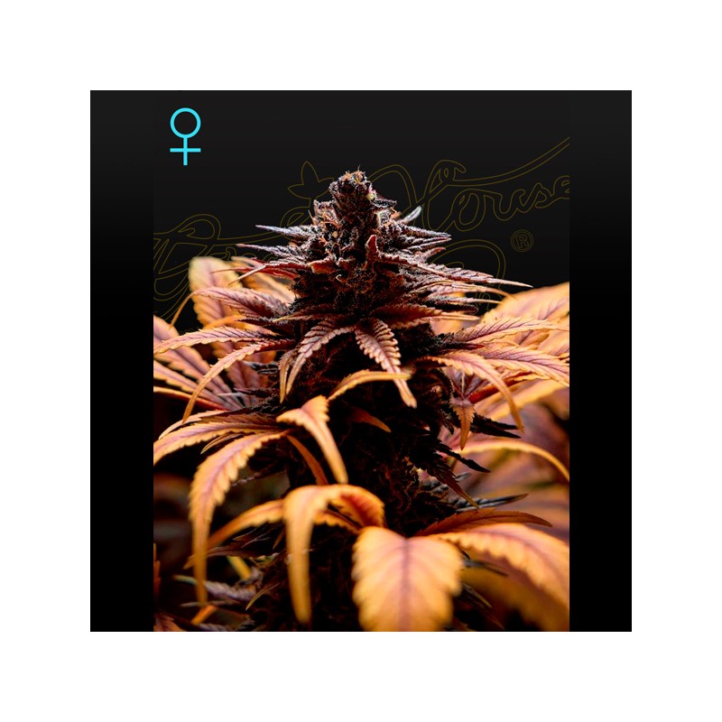 Deep Candy - Feminizadas - Garden of Green Seeds
