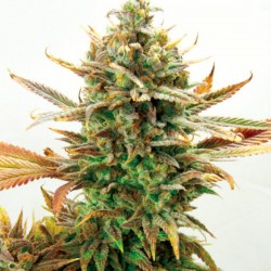 Super Critical Bud CBD - Feminizadas - Garden of Green Seeds