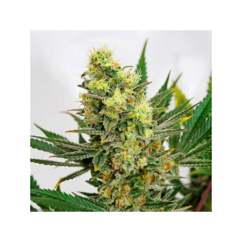 Pineapple Amnesia - Feminizadas - Garden of Green Seeds