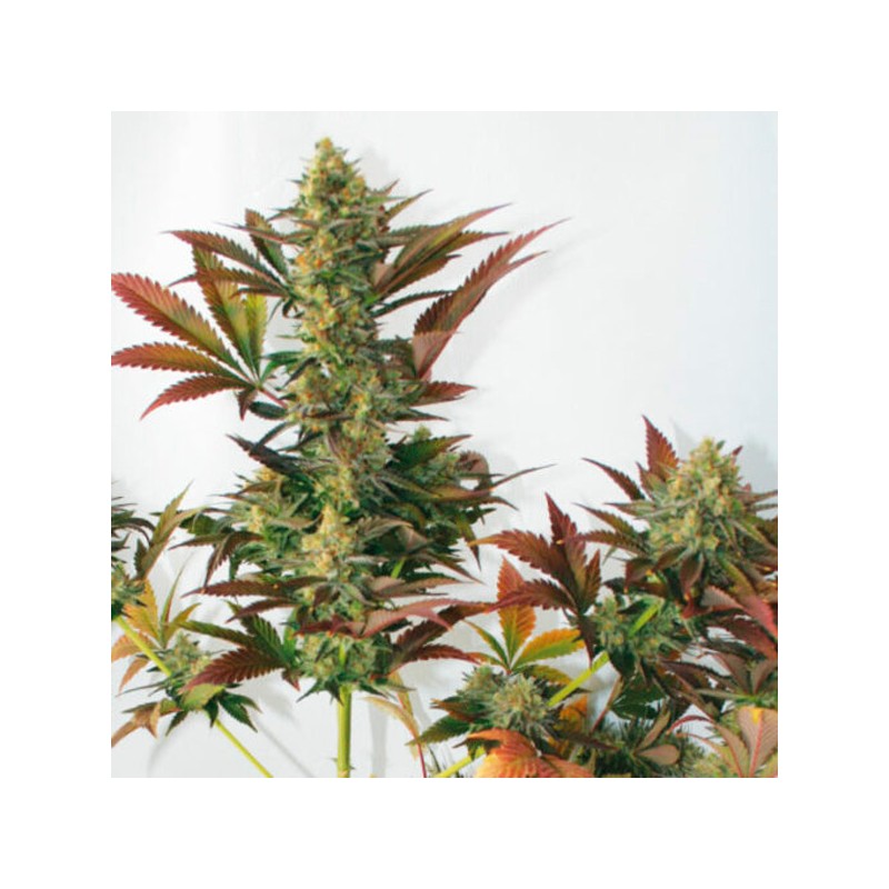 Larry´s Lemon OG - Feminizadas - Garden of Green Seeds