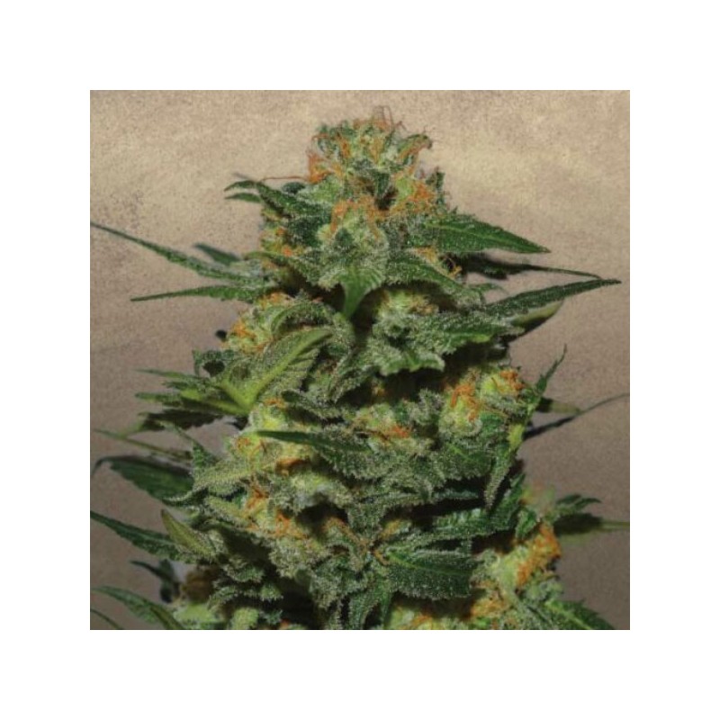 Green Crack - Feminizadas - Garden of Green Seeds