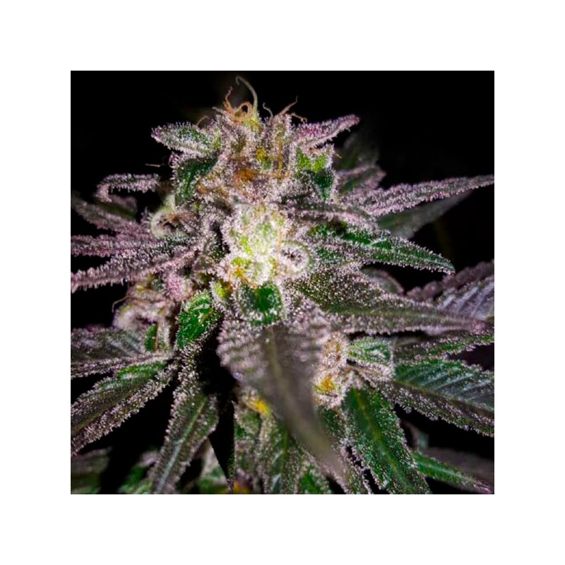 Dubble Bubble - Feminizadas - Garden of Green Seeds