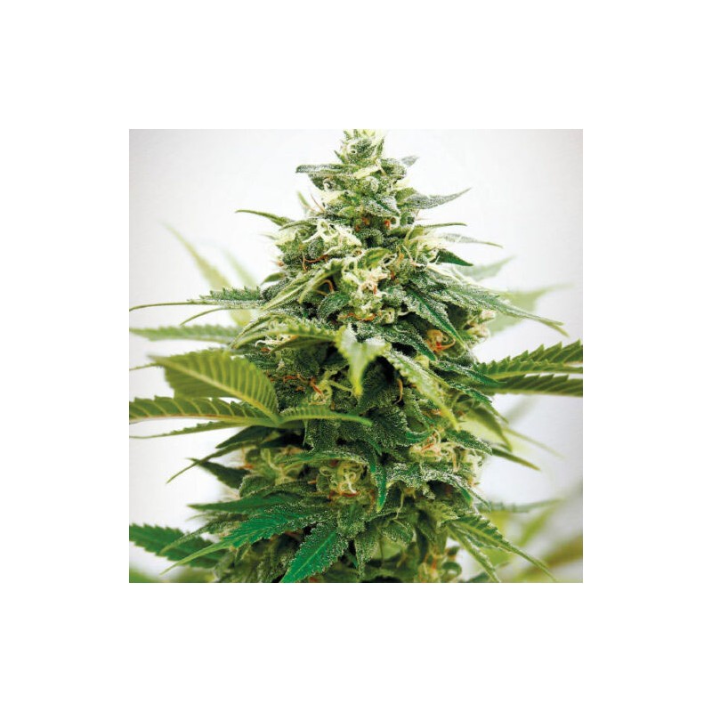 Critical XXL - Feminizadas - Garden of Green Seeds