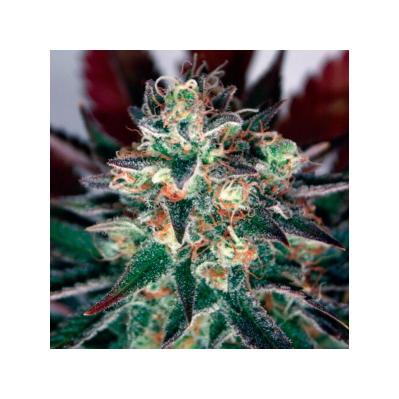 Critical Relief CBD - Feminizadas - Garden of Green Seeds