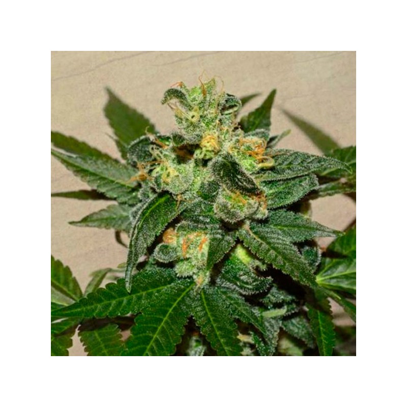 Citrus Paridisi - Feminizadas - Garden of Green Seeds