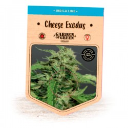 Cheese Exodus - Feminizadas - Garden of Green Seeds