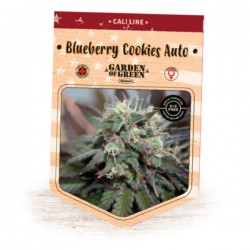 Auto Blueberry Cookies - Autoflorecientes - Garden of Green Seeds