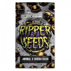 Animal Cookies x Bubba Kush - Feminizadas - Ripper Seeds - 3 Uds