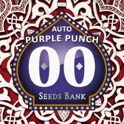 Auto Purple Punch - Autoflorecientes - 00 Seeds