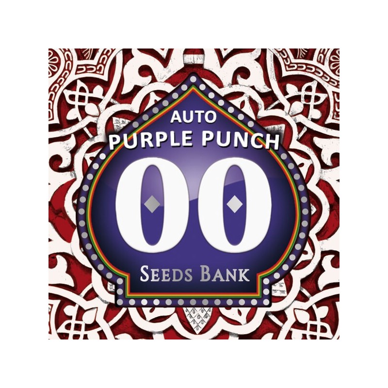 Auto Purple Punch - Autoflorecientes - 00 Seeds