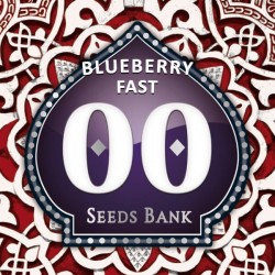 Blueberry Fast - Feminizadas - 00 Seeds
