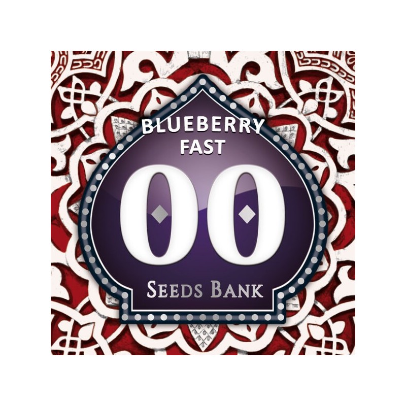 Blueberry Fast - Feminizadas - 00 Seeds