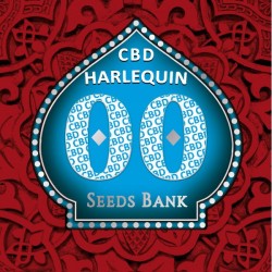 Harlequin CBD - Feminizadas - 00 Seeds