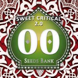 Sweet Critical 2.0 - Feminizadas - 00 Seeds