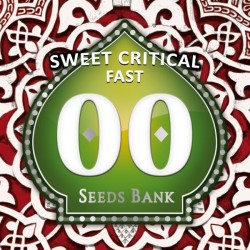 Sweet Critical Fast - Feminizadas - 00 Seeds